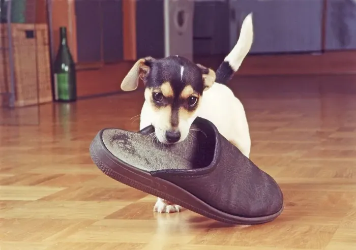 Framed Print : Jack Russell Terrier retrieves slipper