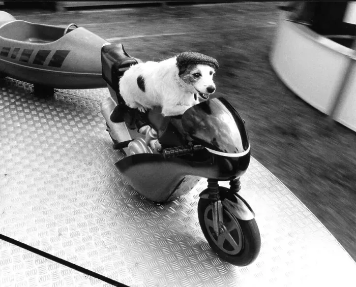 Framed Print : Jack Russell Terrier rides a carousel