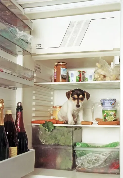 Framed Print : Jack Russell Terrier sitting in the fridge Framed Print : Jack Russell Terrier sitting in the fridge