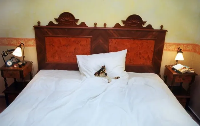 Framed Print : Jack Russell Terrier sleeping alone in a huge bed Framed Print : Jack Russell Terrier sleeping alone in a huge bed