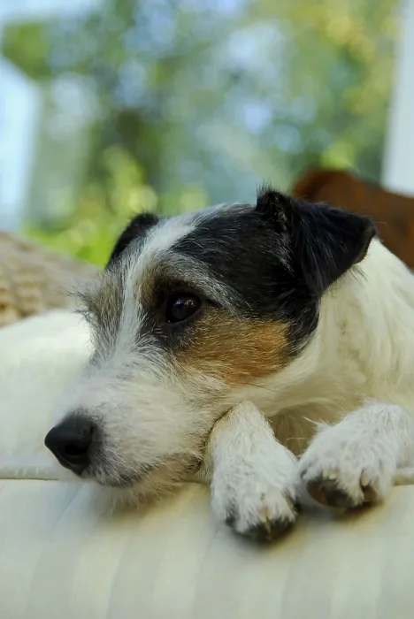 Framed Print : Jack Russell Terrier, tricolour Framed Print : Jack Russell Terrier, tricolour
