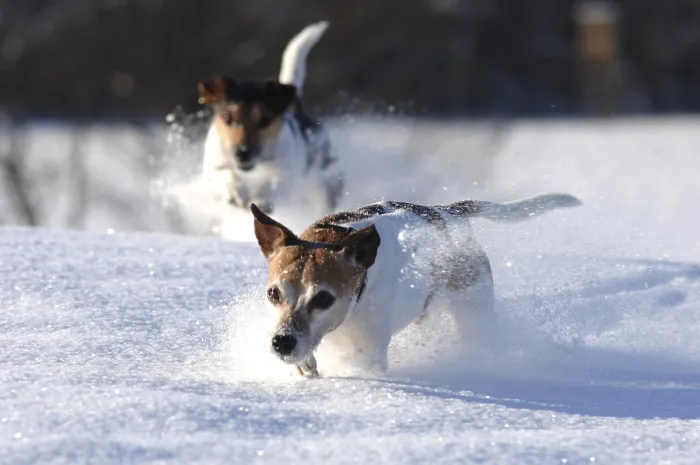 Framed Print : Two Jack Russell terriers, male dogs in deep snow