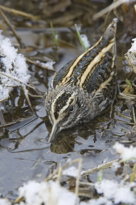 Framed Print : Jack Snipe (Lymnocryptes minimus) Framed Print : Jack Snipe (Lymnocryptes minimus)