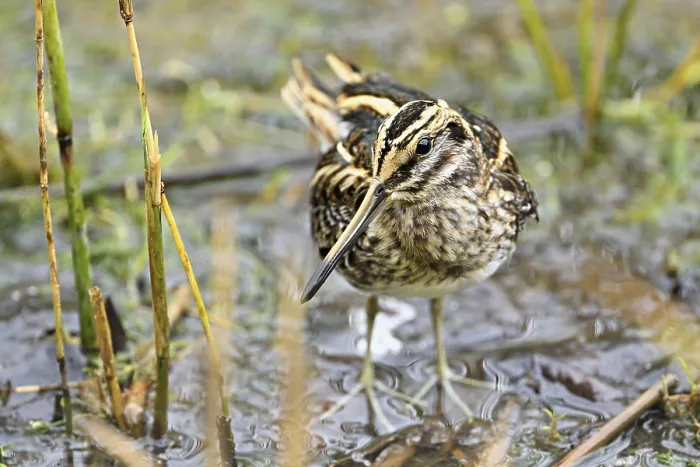 Framed Print : Jack snipe (Lymnocryptes minimus)