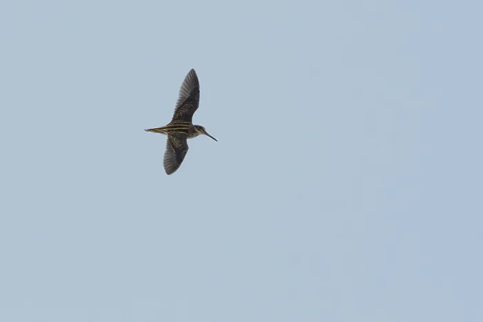 Framed Print : Jack Snipe (Lymnocryptes minimus) flying