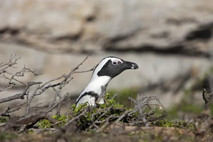 Framed Print : Jackass Penguin or African Penguin (spheniscus demersus)