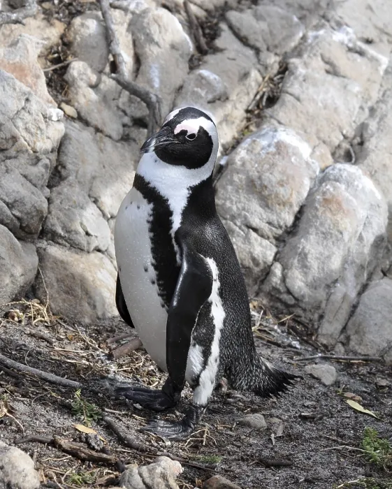 Framed Print : A jackass penguin, endemic to Southern Africa