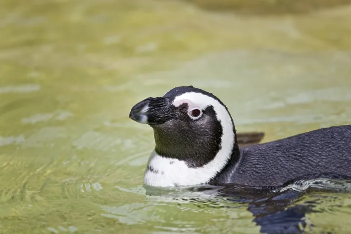 Framed Print : Jackass Penguin (Spheniscus demersus)