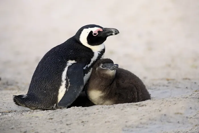 Framed Print : Jackass Penguins or African Penguins (Spheniscus demersus)
