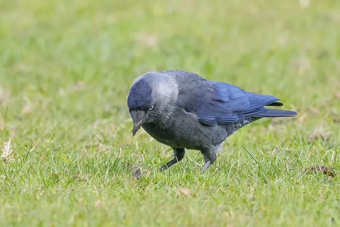 Framed Print : Jackdaw (Corvus monedula), adult bird foraging in a meadow