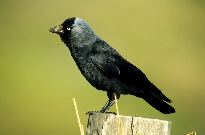 Framed Print : Jackdaw (Corvus monedula) sitting on a pole