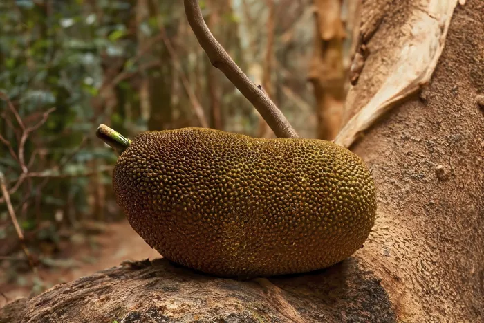 Framed Print : The jackfruit (Artocarpus heterophyllus) Framed Print : The jackfruit (Artocarpus heterophyllus)