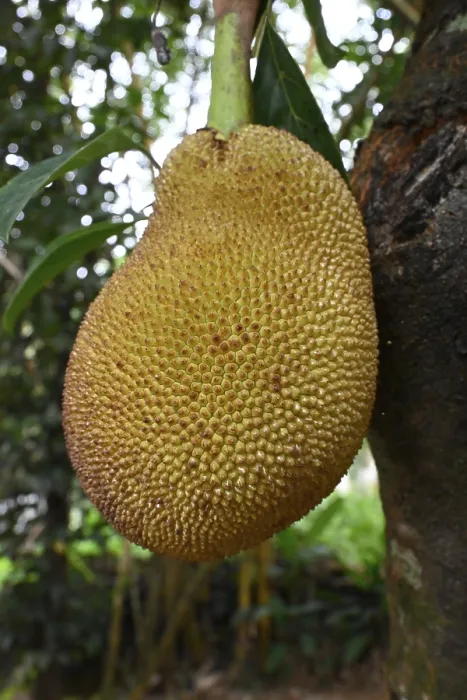 Framed Print : Jackfruit tree (Artocarpus heterophyllus) Framed Print : Jackfruit tree (Artocarpus heterophyllus)