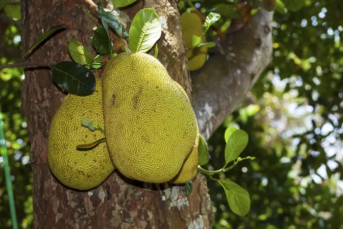 Framed Print : Jackfruits (Artocarpus heterophyllus) growing on a on Jackfruit Tree