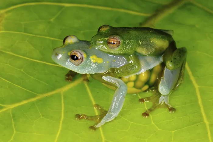 Framed Print : Jackie's Reed Frog (Hyperolius jackie) adult pair Framed Print : Jackie's Reed Frog (Hyperolius jackie) adult pair