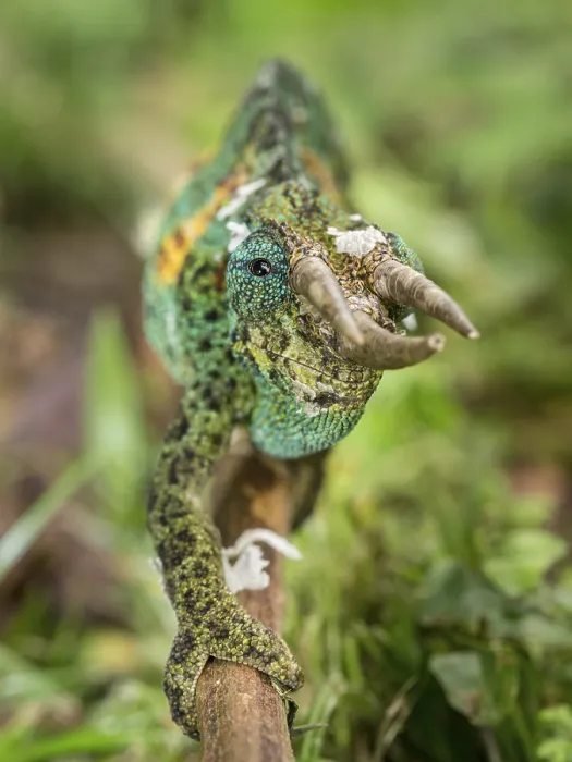 Framed Print : Jackson's Chameleon (Trioceros jacksonii)