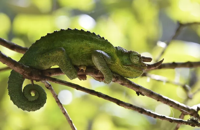 Framed Print : Jacksons horned chameleon (Trioceros jacksonii) in Kenya