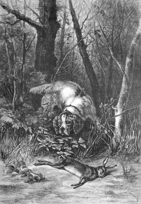 Framed Print : Jagdhund hat den geschossenen Hasen im Unterholz gefunden