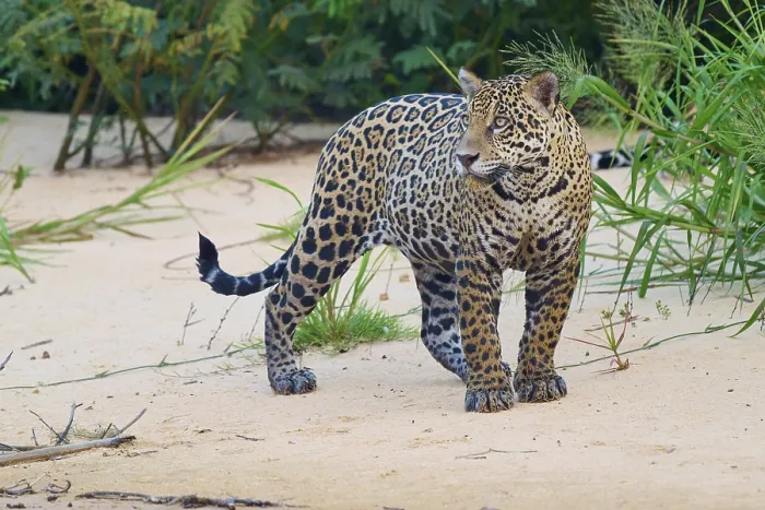 Framed Print : A jaguar attentively observes its surroundings in its natural habitat
