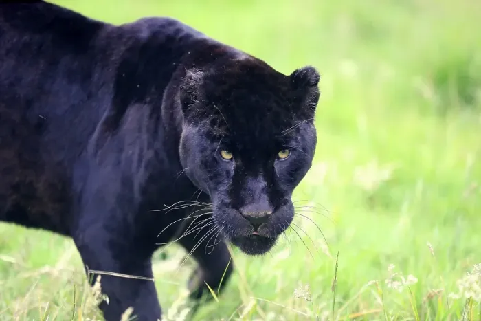 Framed Print : Jaguar (Panthera onca), Black Panther Framed Print : Jaguar (Panthera onca), Black Panther