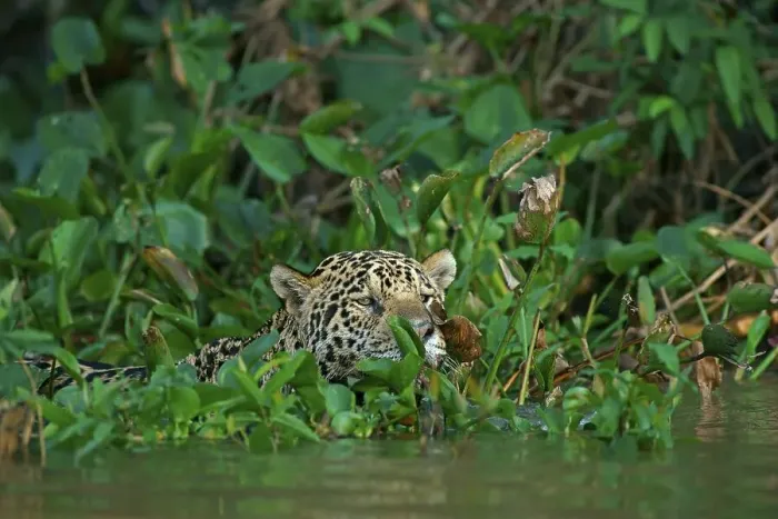 Framed Print : Jaguar (Panthera onca) camouflaged by leaves in water Framed Print : Jaguar (Panthera onca) camouflaged by leaves in water