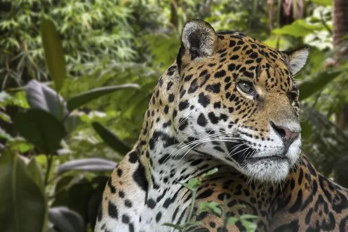 Framed Print : Jaguar (Panthera onca) close up portrait in jungle Framed Print : Jaguar (Panthera onca) close up portrait in jungle