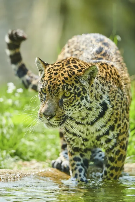 Framed Print : Jaguar (Panthera onca) portrait