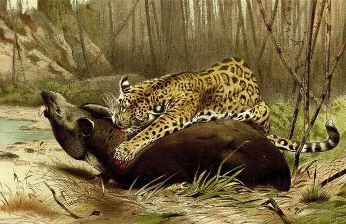 Framed Print : Jaguar (Panthera onca), a species of the cat family common in Central and South America