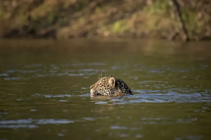 Framed Print : Jaguar (Panthera onca) swimming
