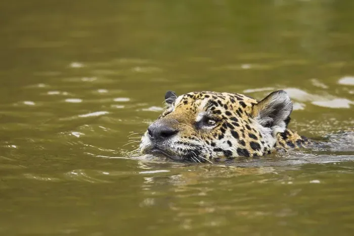 Framed Print : Jaguar (Panthera onca), swimming in river