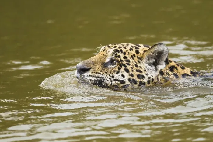 Framed Print : Jaguar (Panthera onca), swimming in river