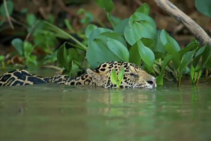 Framed Print : Jaguar (Panthera onca) swims in the river