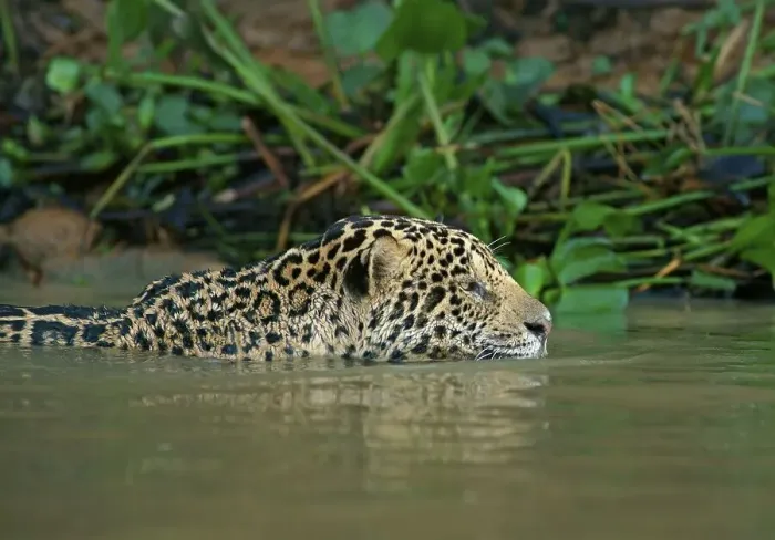 Framed Print : Jaguar (Panthera onca) swims in water Framed Print : Jaguar (Panthera onca) swims in water