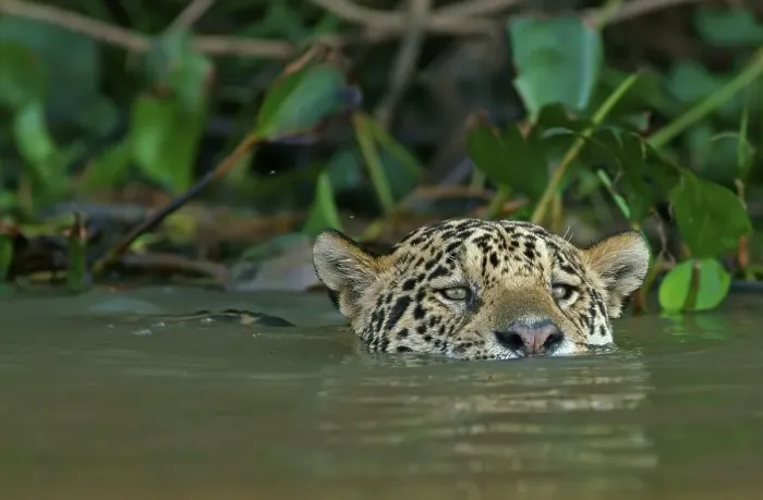 Framed Print : Jaguar (Panthera onca) swims in water Framed Print : Jaguar (Panthera onca) swims in water