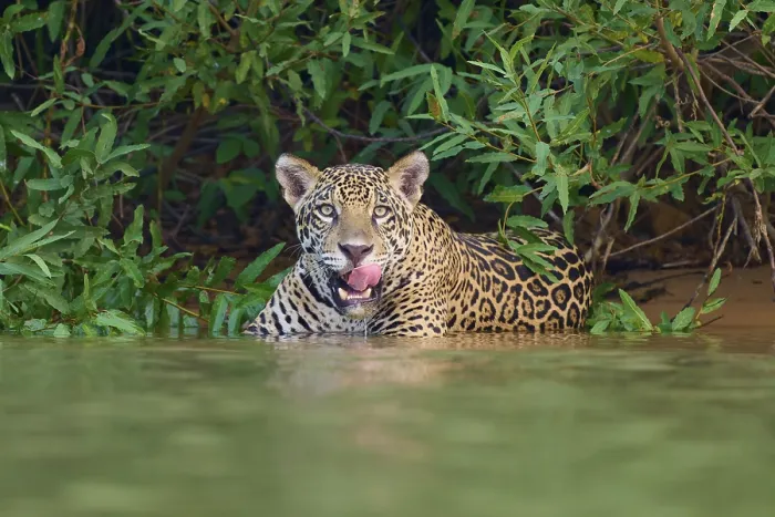Framed Print : A jaguar in the water, licking its tongue Framed Print : A jaguar in the water, licking its tongue