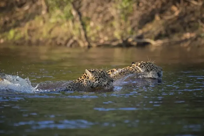 Framed Print : Two Jaguars (Panthera onca) swimming