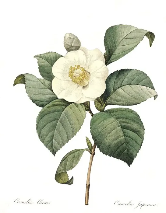 Framed Print : Japanese camellia (Camellia japonica) Framed Print : Japanese camellia (Camellia japonica)