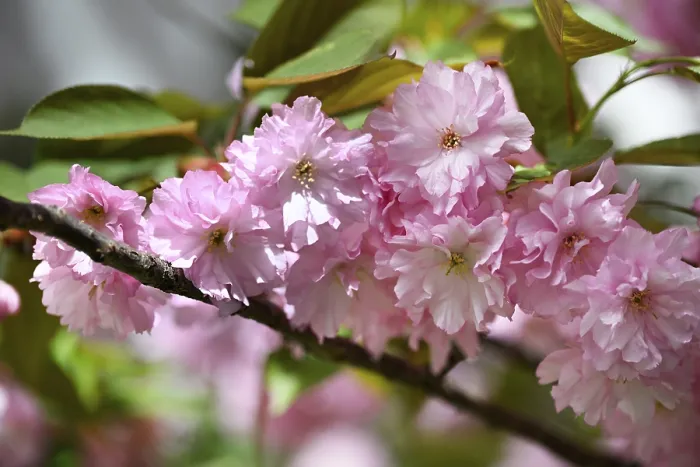 Framed Print : Japanese Cherry, Japanese Blossom Cherry