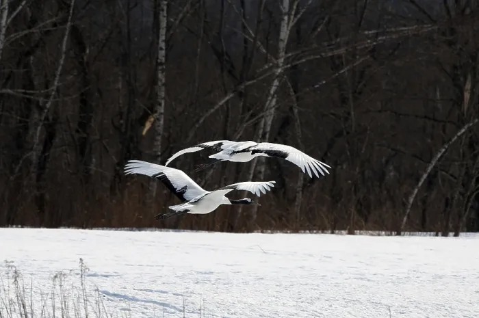 Framed Print : Japanese crane, Red-crowned crane (Grus japonensis)
