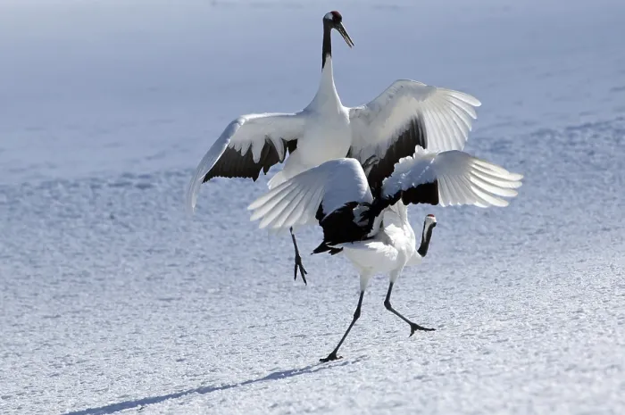 Framed Print : Japanese crane, Red-crowned crane (Grus japonensis) couple dancing