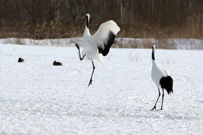 Framed Print : Japanese crane, Red-crowned crane (Grus japonensis) dancing