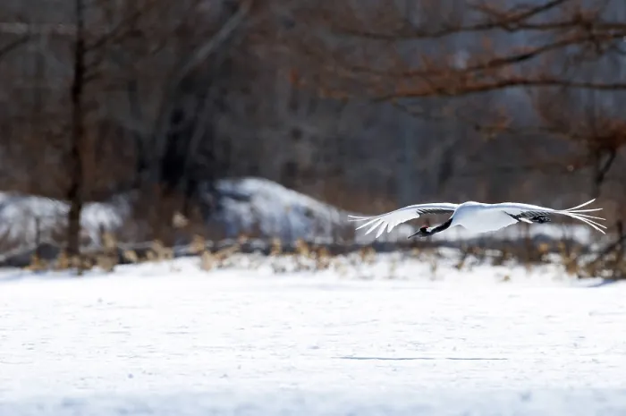 Framed Print : Japanese crane, Red-crowned crane (Grus japonensis) flying Framed Print : Japanese crane, Red-crowned crane (Grus japonensis) flying