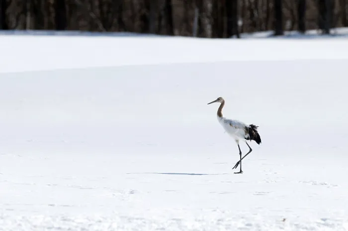 Framed Print : Japanese crane, Red-crowned crane (Grus japonensis) young