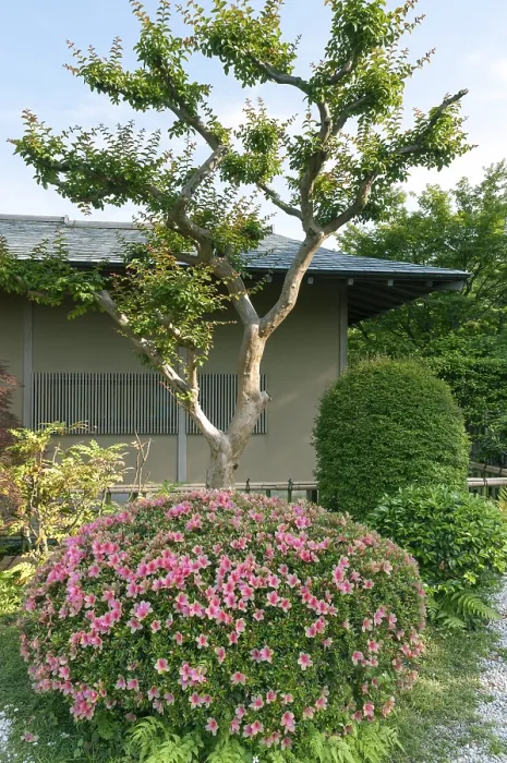 Framed Print : Japanese garden with blossom azalea bush and scenic tree by springtime
