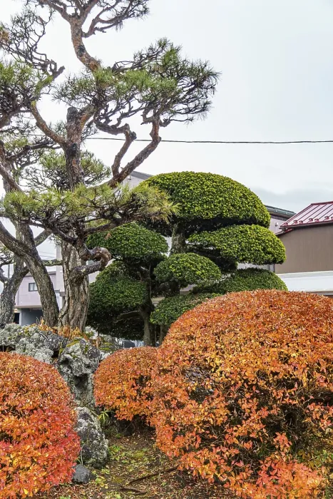 Framed Print : Japanese garden with bonsai trees and colorful autumn leaves