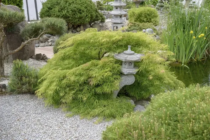 Framed Print : Japanese Garden, Green Slotted Maple (Acer palmatum Dissectum')