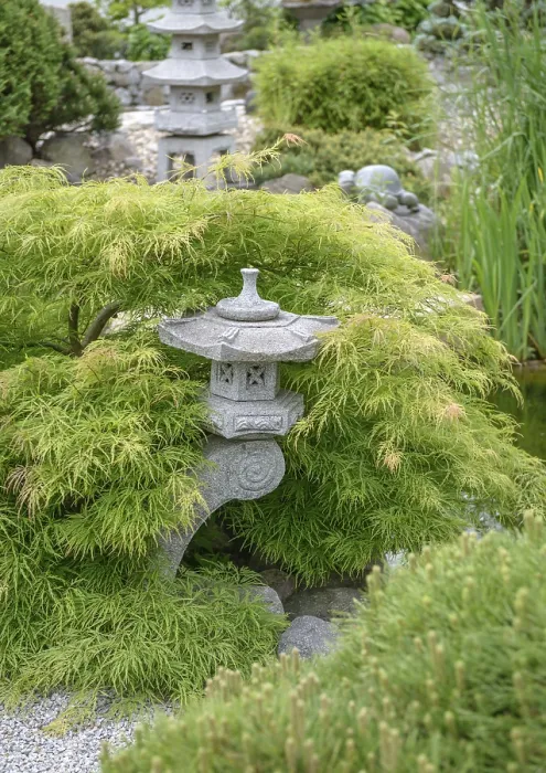 Framed Print : Japanese Garden, Green Slotted Maple (Acer palmatum Dissectum')