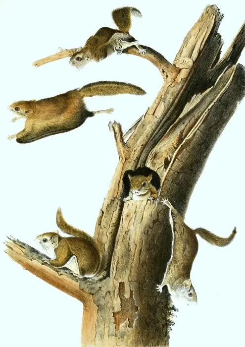 Framed Print : Japanese giant flying squirrel (Petaurista leucogenys)