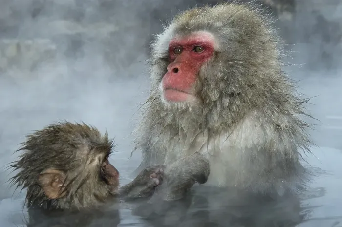 Framed Print : Japanese Macaque (Macaca fuscata) Framed Print : Japanese Macaque (Macaca fuscata)