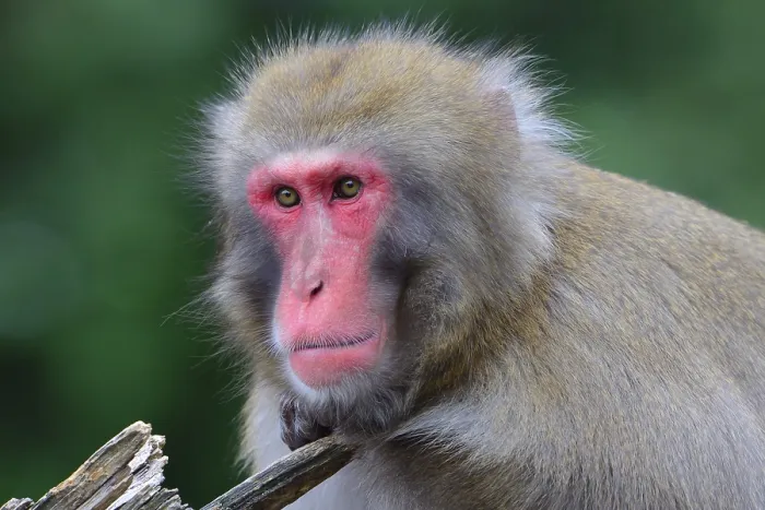 Framed Print : Japanese Macaque (Macaca fuscata) Framed Print : Japanese Macaque (Macaca fuscata)